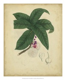 Engelmann Botanical V Poster by Engelmann 