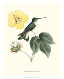Hummingbird and Bloom I Art par Mulsant & Verreaux 