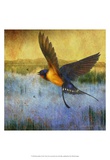 Barnswallow Poster von Chris Vest