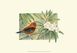 Tangara écarlate Affiches par Janet Mandel