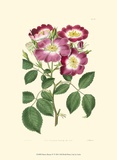 Mauve Beauty IV Poster von Samuel Curtis