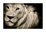 Effet de crinière (lion) Posters par Bobbie Goodrich