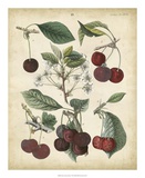 Calwer Common Cherry Prints by Calwer 