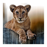 Cub Posters by Bobbie Goodrich