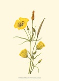 Delicate Wildflowers III Prints Delicate Wildflowers III Prints