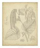 Vintage Curtis Botanical II Prints by Samuel Curtis