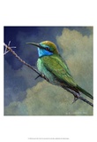Bee Eater Prints by Chris Vest
