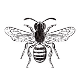 Bee Art by Clara Wells