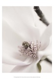 Rubor de magnolia II Láminas por Christine Zalewski