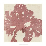 Brilliant Seaweed V Prints