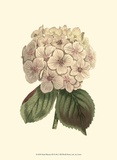 Pastel Blooms III Prints by Samuel Curtis