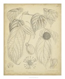 Vintage Curtis Botanical III Poster von Samuel Curtis
