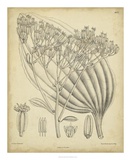 Vintage Curtis Botanical VI Kunst von Samuel Curtis