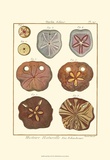 Sand Dollars II Prints by Diderot 