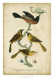 Wilson's Orchard Oriole Láminas por Alexander Wilson Wilson's Orchard Oriole Láminas por Alexander Wilson