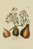 Antique Pears Posters