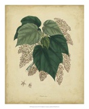 Engelmann Botanical VII Print by Engelmann 