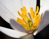 White Puccoon II Prints by Kathy Mansfield