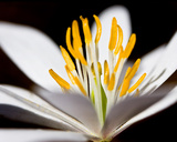 White Puccoon I Posters by Kathy Mansfield