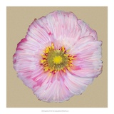 Poppy Blossom III Art par Alicia Ludwig