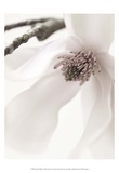 Magnolia Blush I Posters by Christine Zalewski Magnolia Blush I Posters by Christine Zalewski
