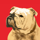 The British Bulldog, Red Prints