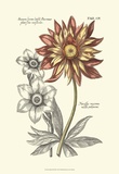 Tinted Floral III Posters par Basilius Besler