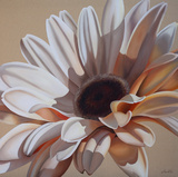 White Gerbera Prints by Carolina Alotus