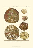 Sand Dollars III Posters by Diderot 