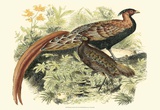 Pheasant Varieties VIII Print