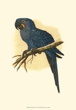 Hyacinthine Macaw Posters