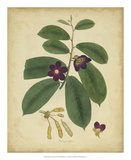 Engelmann Botanical IV Prints by Engelmann 