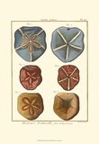 Sand Dollars I Print by Diderot 
