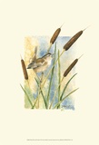 Marsh Wren and Cattails Posters par Janet Mandel