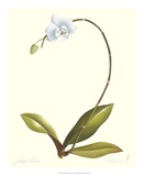 Orchid II Posters by James Linton Sain