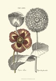 Tinted Floral II Affiches par Basilius Besler