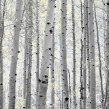 Aspen II Prints by Shelley Lake Aspen II Prints by Shelley Lake