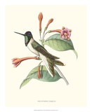 Hummingbird and Bloom IV Posters par Mulsant 