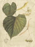Antique American Linden Láminas por Sprague Antique American Linden Láminas por Sprague