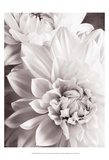 Black and White Dahlias II Affiche par Christine Zalewski