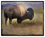 Bison Portrait II Posters by Chris Vest