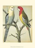 Cassell's Parrots I Posters by Cassell 