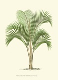 Coastal Palm I Art