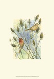 House Finches Art par Janet Mandel