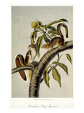 Carolina Grey Squirrel Giclee Print