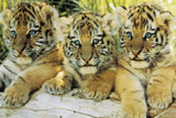 Tiger Cubs Posters