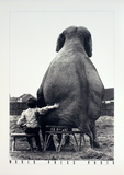 Mike Hollist - My Pal the Elephant Reprodukce Mike Hollist - My Pal the Elephant Reprodukce