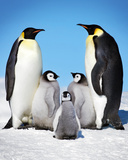 Penguins-Family Print
