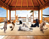 Yoga Cats-Hut Reprodukcje Yoga Cats-Hut Reprodukcje