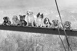 Dogs on Girder - Poster